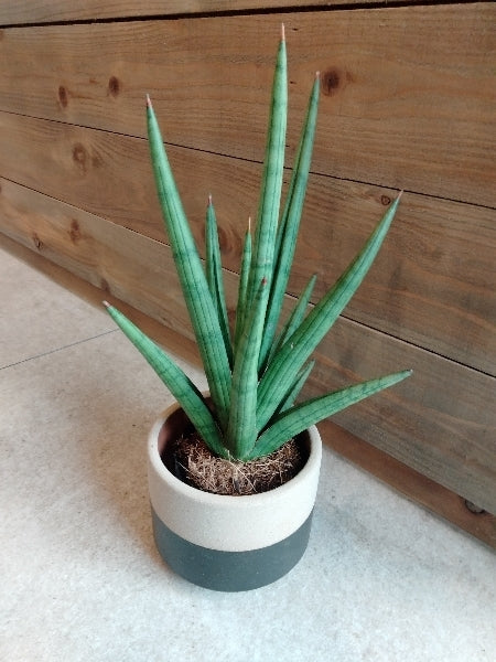 サンスベリア・ボブ3号【店頭受取】