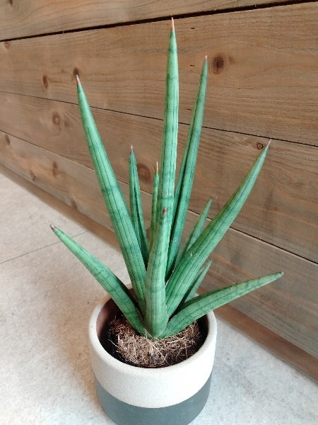 サンスベリア・ボブ3号【店頭受取】