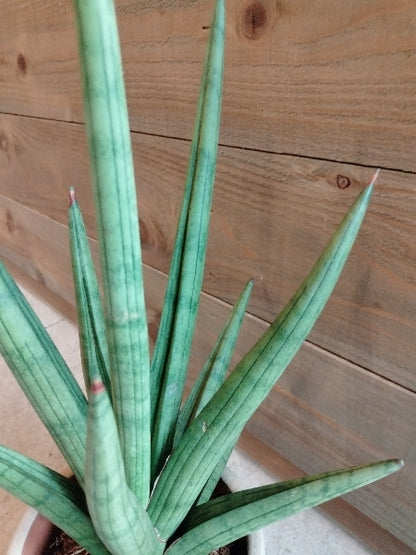 サンスベリア・ボブ3号【店頭受取】