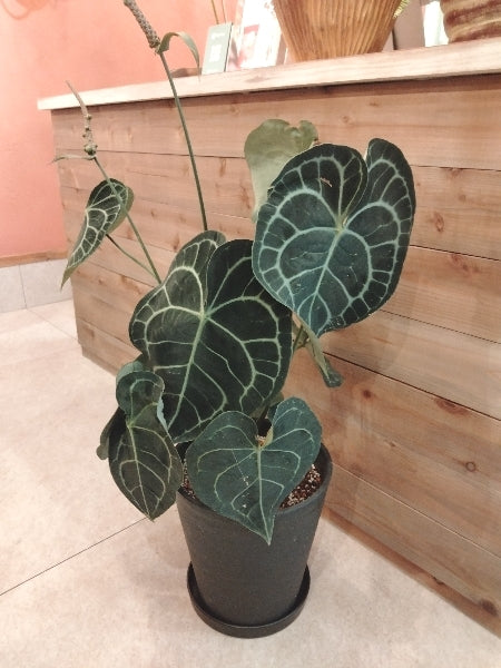 アンスリウム・クラリネルビューム 8号S【店頭受取】