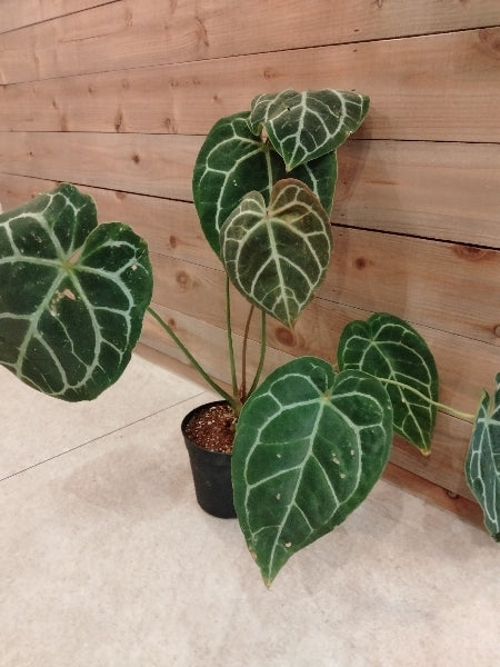 アンスリウム・クリスタリナム 4号【店頭受取】