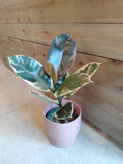 フィカス・ルビー 4号