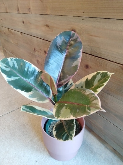 フィカス・ルビー 4号