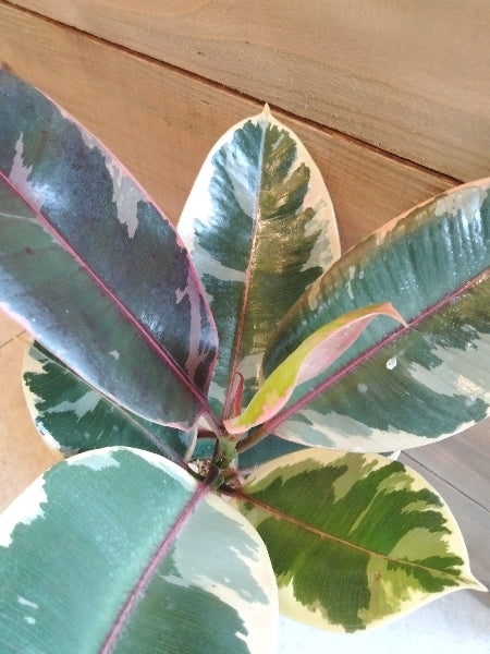 フィカス・ルビー 4号