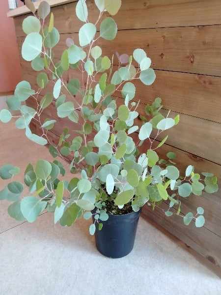 ユーカリ・ポリアンセモス 6号【店頭受取】