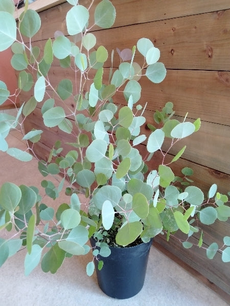 ユーカリ・ポリアンセモス 6号【店頭受取】