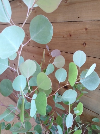 ユーカリ・ポリアンセモス 6号【店頭受取】