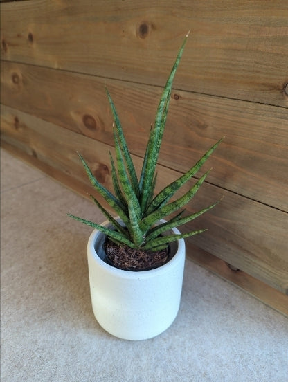 サンスベリア・トーチ 2.5号【店頭受取】