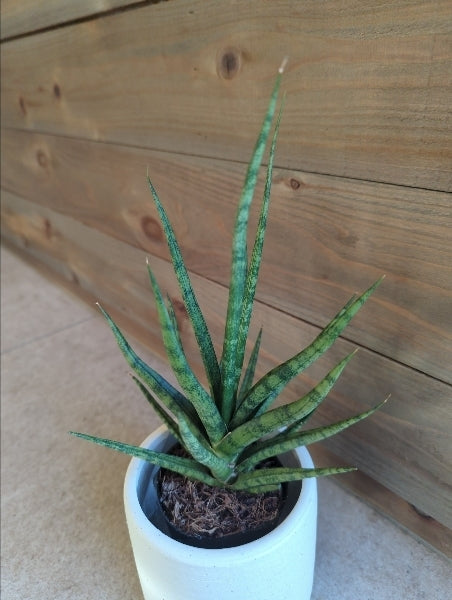 サンスベリア・トーチ 2.5号【店頭受取】