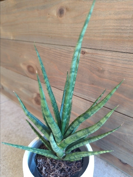 サンスベリア・トーチ 2.5号【店頭受取】