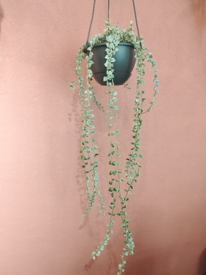 ディスキディア・ミリオンハート 5号【店頭受取】