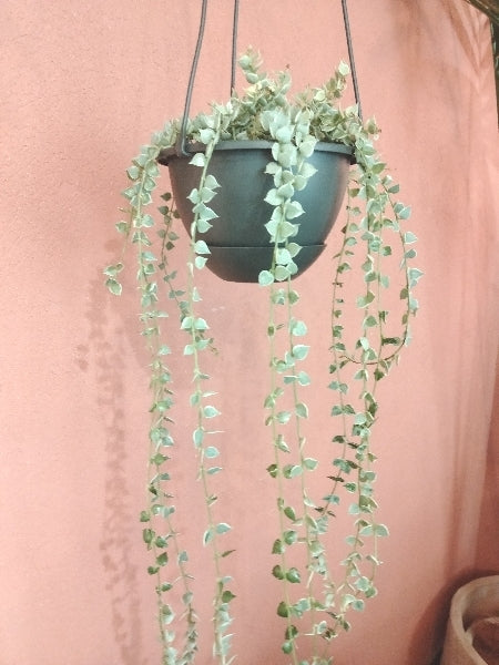 ディスキディア・ミリオンハート 5号【店頭受取】