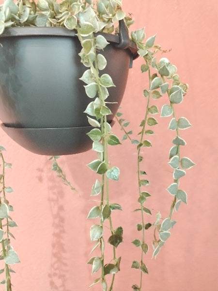 ディスキディア・ミリオンハート 5号【店頭受取】