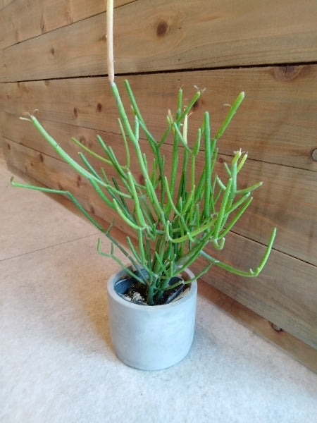 ミルクブッシュ・ファイアスティック 3号【店頭受取】