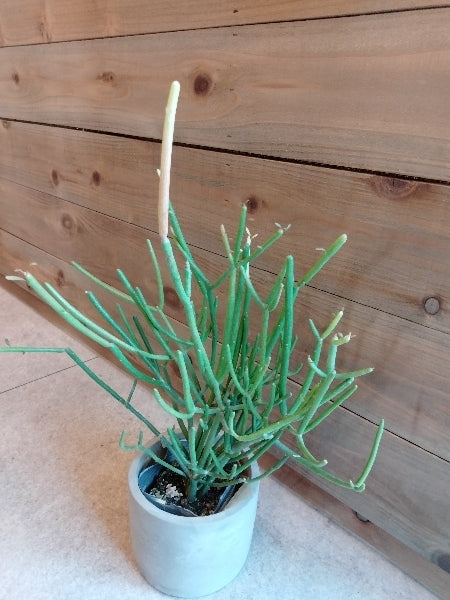 ミルクブッシュ・ファイアスティック 3号【店頭受取】