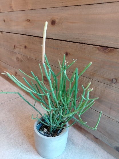 ミルクブッシュ・ファイアスティック 3号【店頭受取】