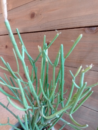 ミルクブッシュ・ファイアスティック 3号【店頭受取】