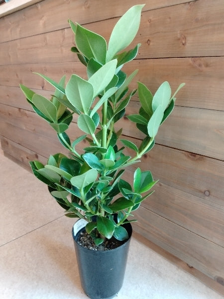 クルシア・ロゼア・プリンセス 5.5号【店頭受取】