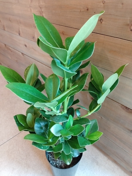 クルシア・ロゼア・プリンセス 5.5号【店頭受取】