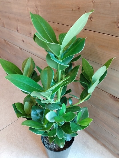 クルシア・ロゼア・プリンセス 5.5号【店頭受取】