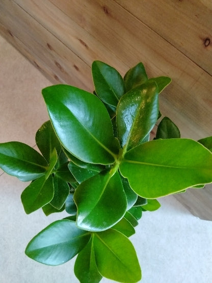 クルシア・ロゼア・プリンセス 5.5号【店頭受取】