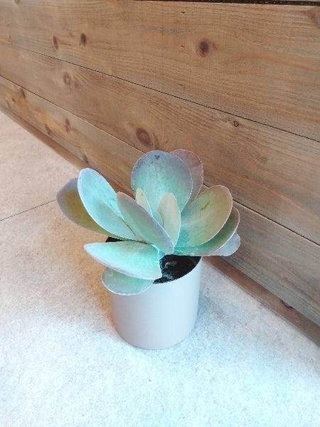 カランコエ・テルシフローラ 4号【店頭受取】