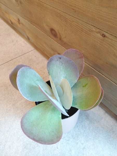 カランコエ・テルシフローラ 4号【店頭受取】