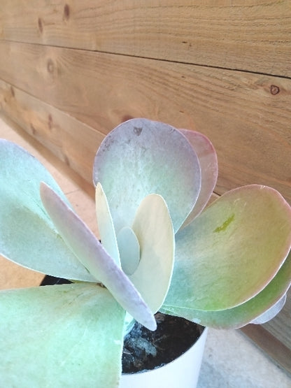 カランコエ・テルシフローラ 4号【店頭受取】