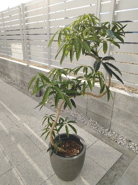 シェフレラ・アルボリコラ・タカオ　8号【店頭受取】