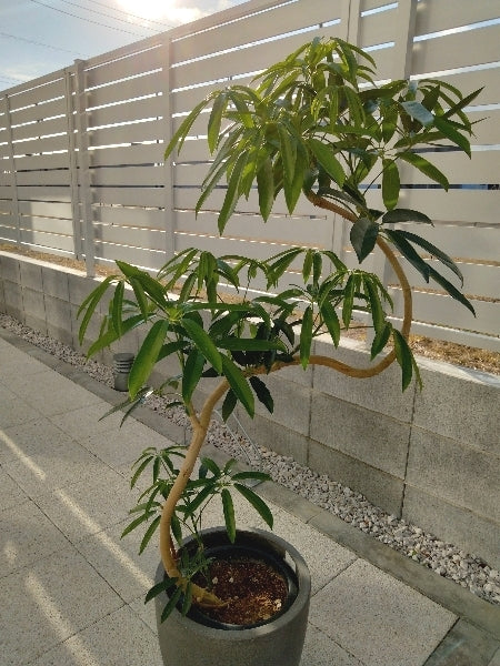 シェフレラ・アルボリコラ・タカオ　8号【店頭受取】