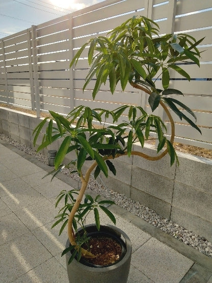 シェフレラ・アルボリコラ・タカオ　8号【店頭受取】