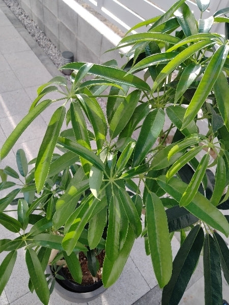 シェフレラ・アルボリコラ・タカオ　8号【店頭受取】