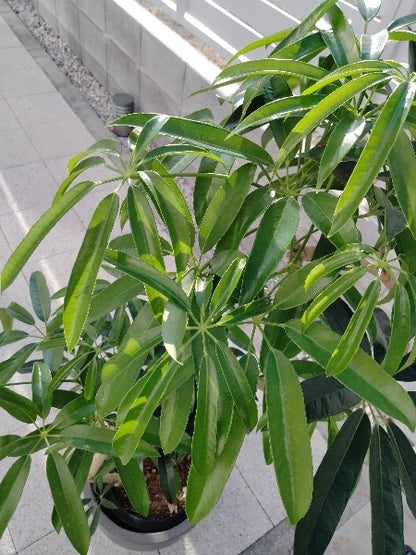 シェフレラ・アルボリコラ・タカオ　8号【店頭受取】