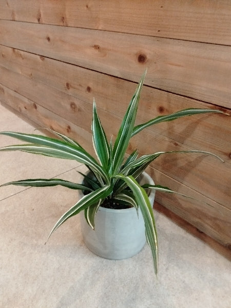 ドラセナ・ワーネッキー 4号【店頭受取】