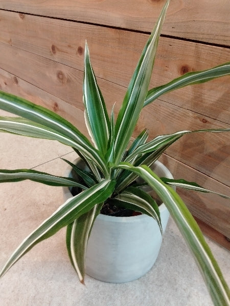 ドラセナ・ワーネッキー 4号【店頭受取】