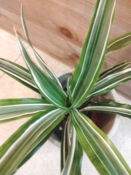 ドラセナ・ワーネッキー 4号【店頭受取】