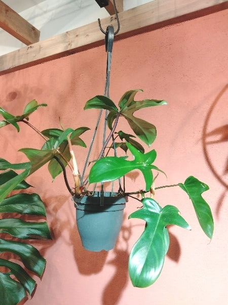 フィロデンドロン・ペダツム 4号【店頭受取】