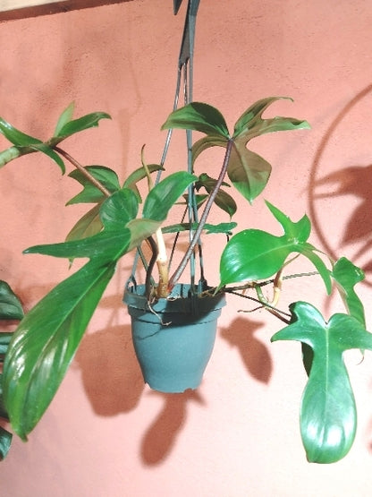 フィロデンドロン・ペダツム 4号【店頭受取】