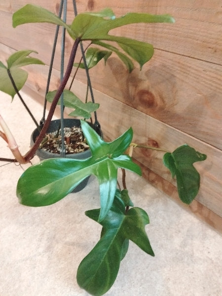 フィロデンドロン・ペダツム 4号【店頭受取】