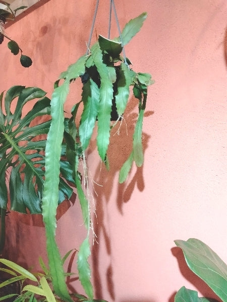 レピスミウム・ホーレティアナム 4号【店頭受取】