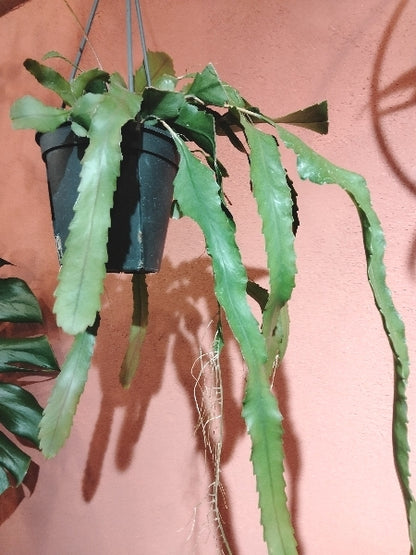 レピスミウム・ホーレティアナム 4号【店頭受取】