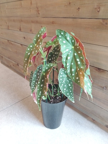 ベゴニア・マクラータ 6号【店頭受取】