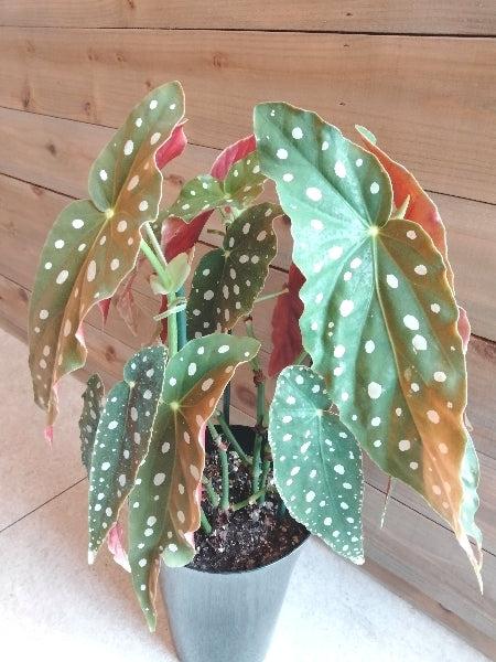 ベゴニア・マクラータ 6号【店頭受取】