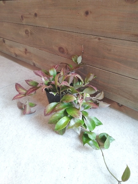 ホヤ・オブスクラ 3.5号【店頭受取】