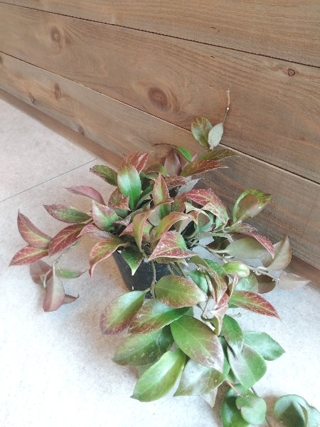 ホヤ・オブスクラ 3.5号【店頭受取】