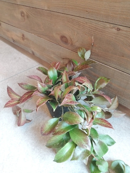 ホヤ・オブスクラ 3.5号【店頭受取】