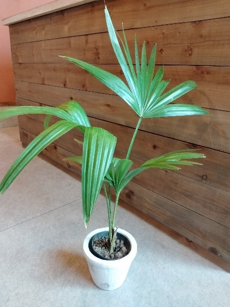 ビロウヤシ 3.5号【店頭受取】