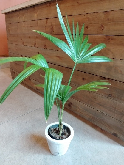 ビロウヤシ 3.5号【店頭受取】