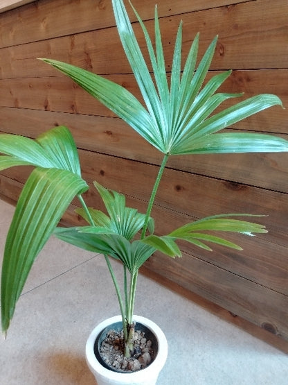 ビロウヤシ 3.5号【店頭受取】