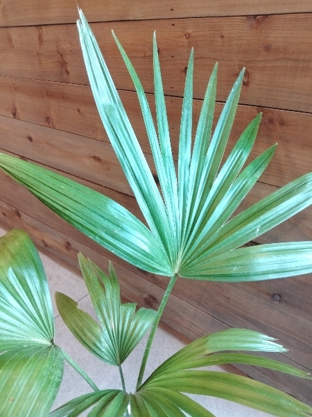 ビロウヤシ 3.5号【店頭受取】